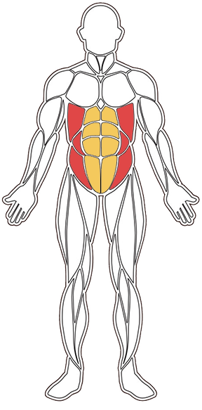 Obliques abs muskelkarta