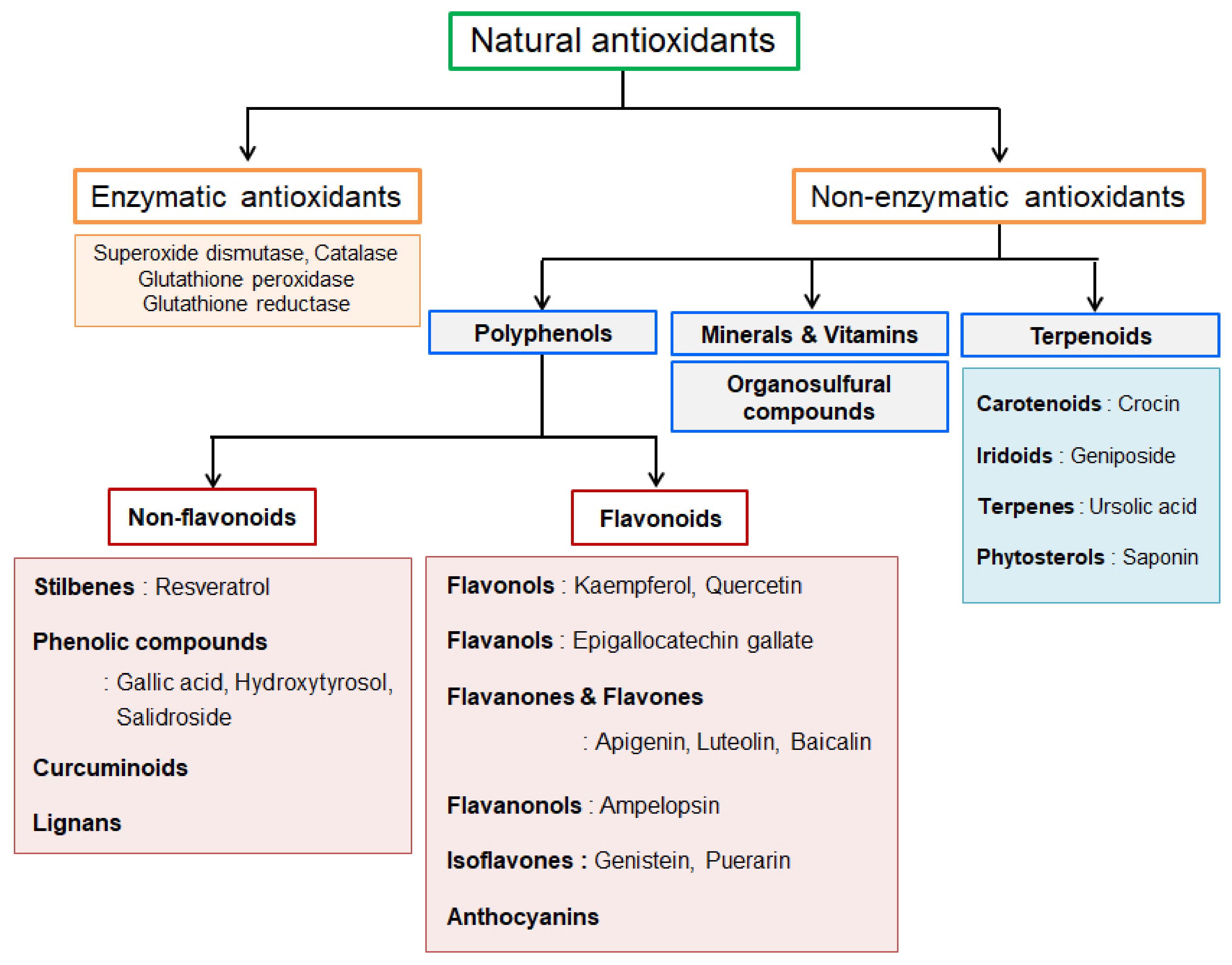 antioxidanter kategorier