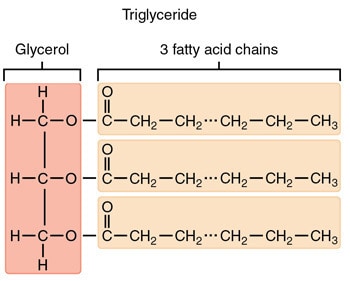 triglycerider modell illustration